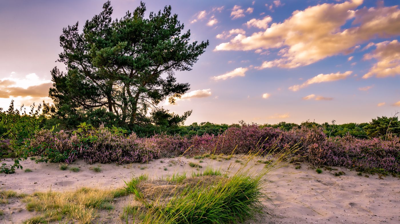Maashrorst omgeving